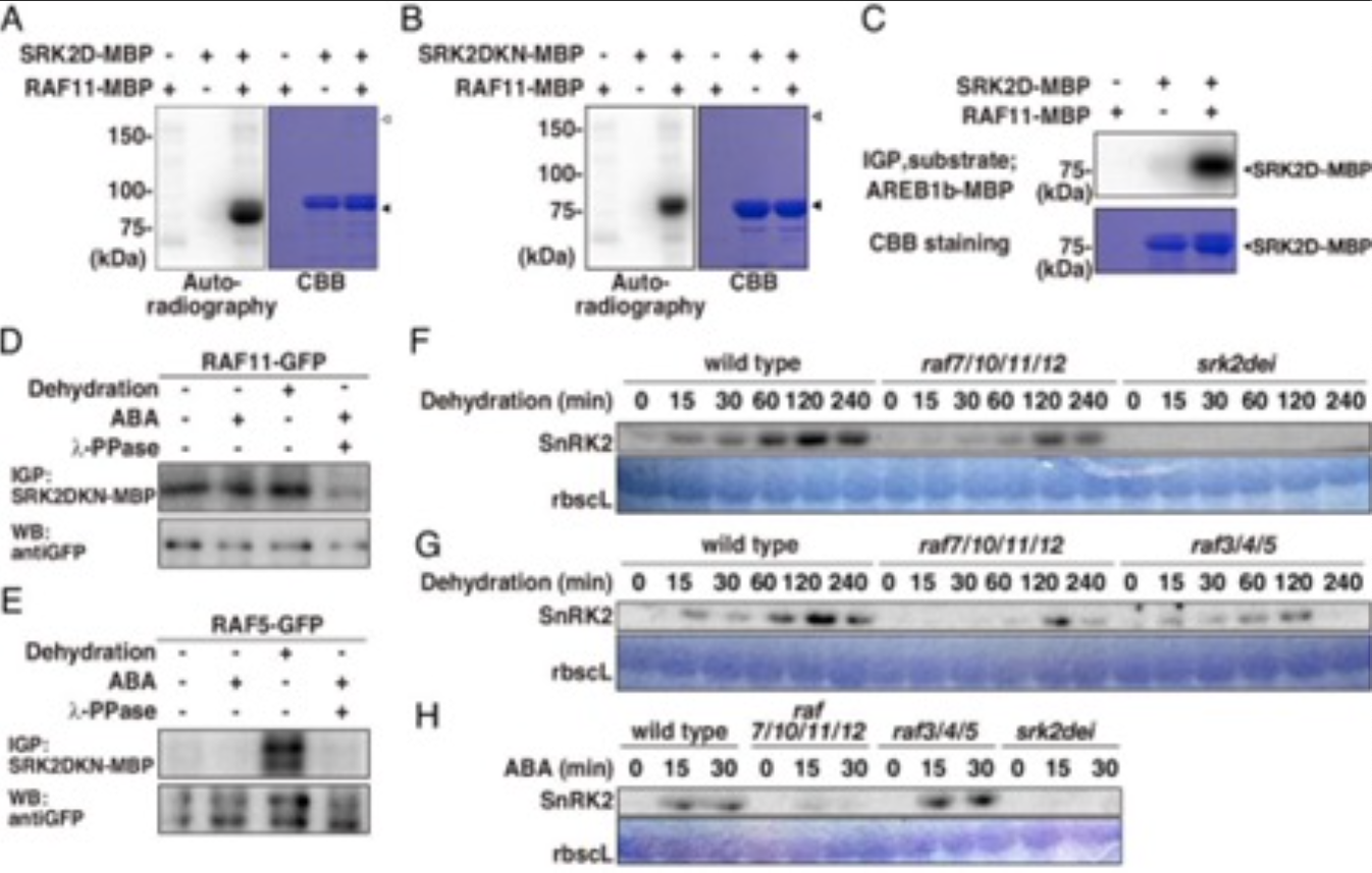 PNAS | ABA激活的SnRK2激酶上游的干旱应答基因表达需要组成型活性的B2-Raf样激酶