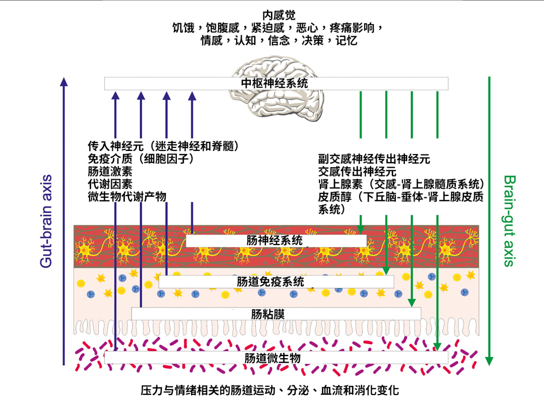 为什么压力一大就胃疼?身体这个“秘密通道” 90% 的人不知道!