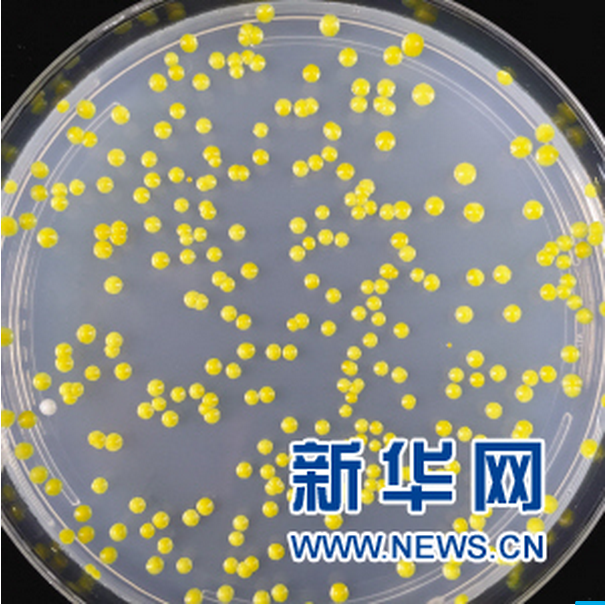 天大合成生物!从一门课到一个国际前沿学科