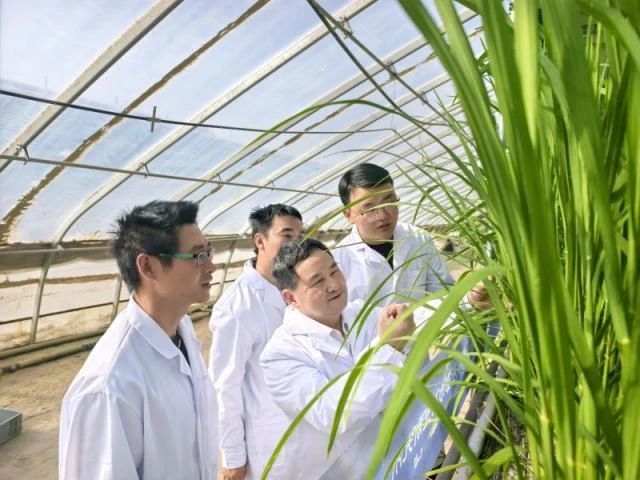 再造一个中国——河南经济发展的战略研究报告