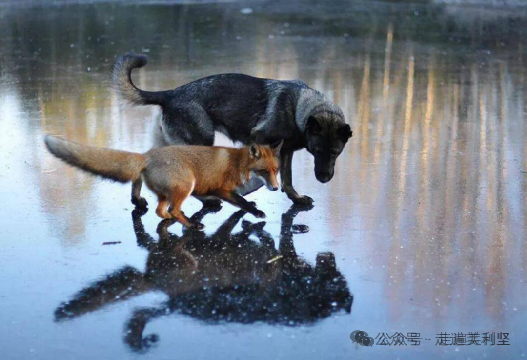 狗与狐狸的故事启示...
