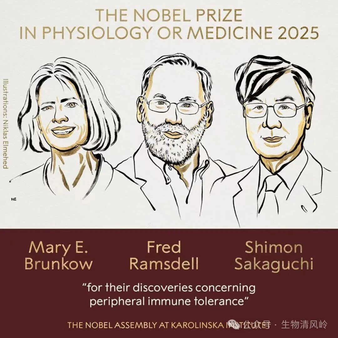 详解2025诺贝尔生理学或医学奖:他们发现了人体免疫系统的秘密,为癌症、自身免疫病的新疗法奠定基础