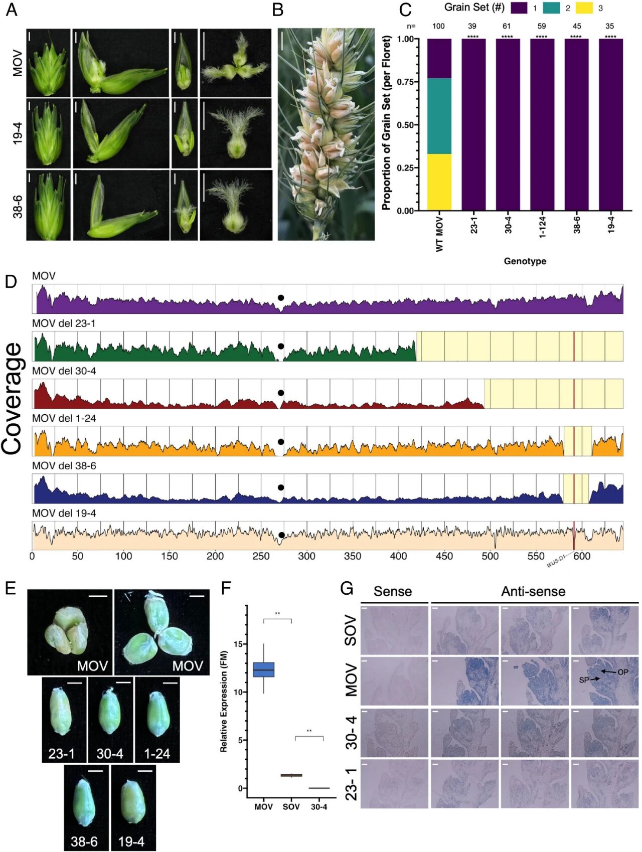 颠覆认知!农业核弹!刚刚,美国让小麦亩产暴增3倍,粮食自由时代来了?