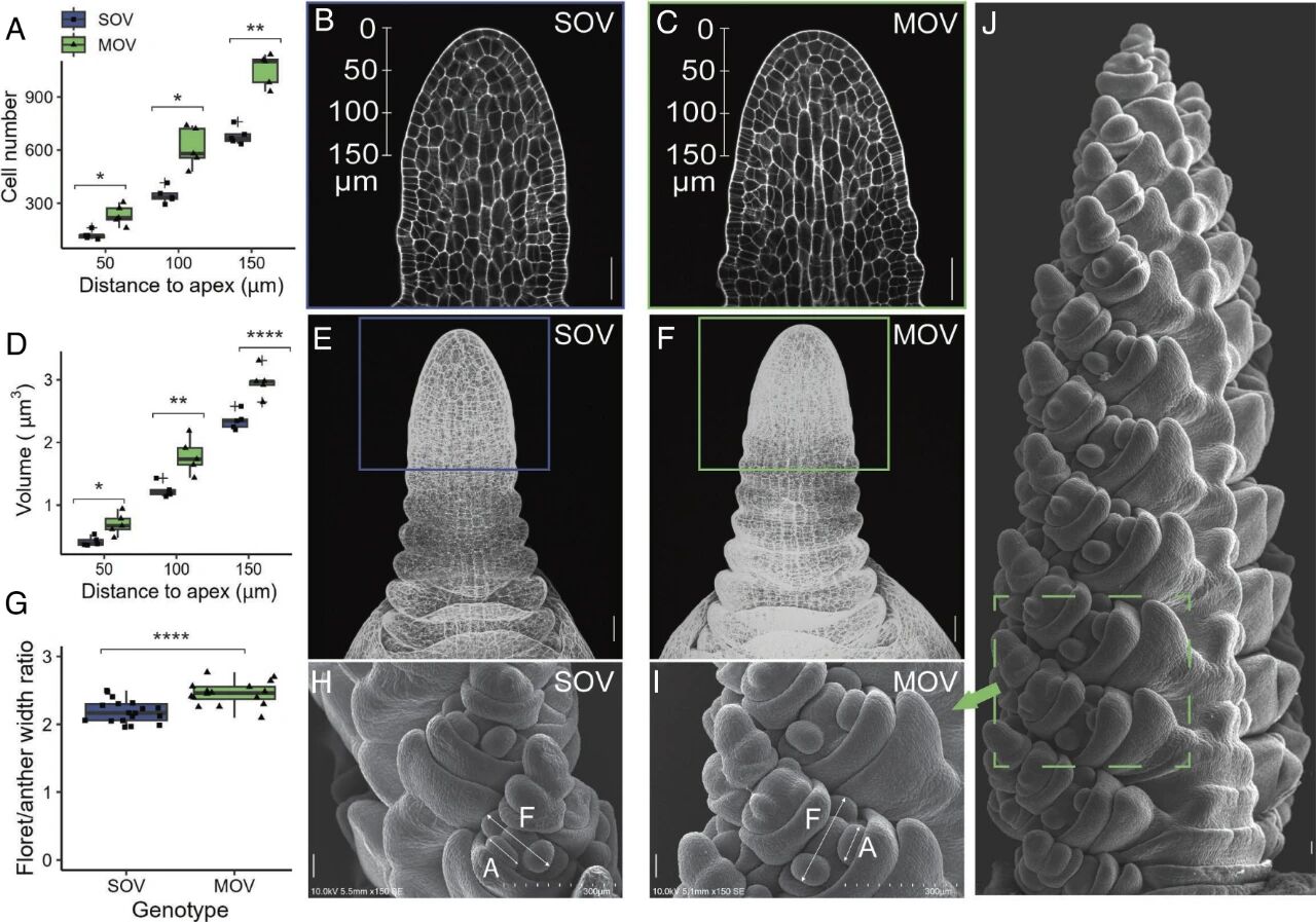 颠覆认知!农业核弹!刚刚,美国让小麦亩产暴增3倍,粮食自由时代来了?