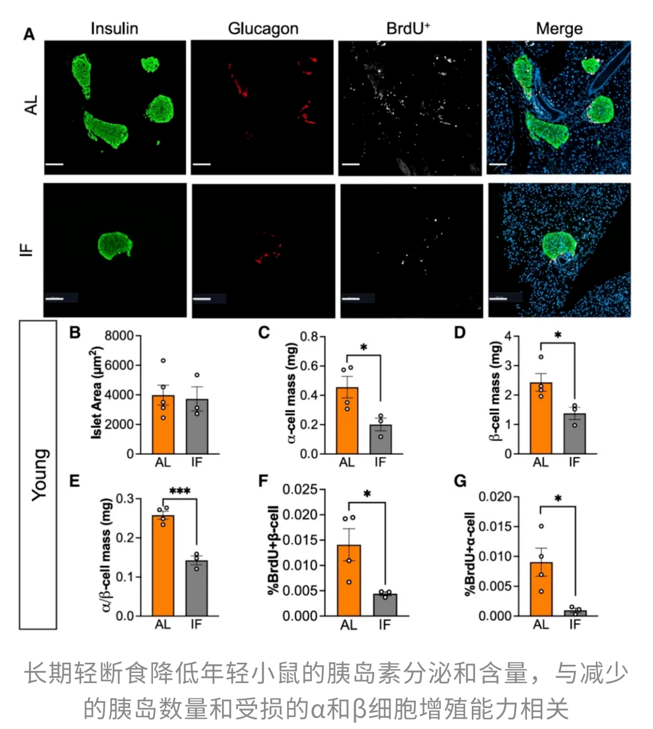 轻断食翻车,再添新证!最新研究:进食《8小时,心血管死亡风险飙升135%;且伤β细胞,代谢疾病风险也激增