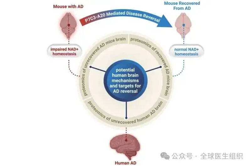 ʵ����֤�������ĺ�Ĭ����ȫ����ת����NAD+���