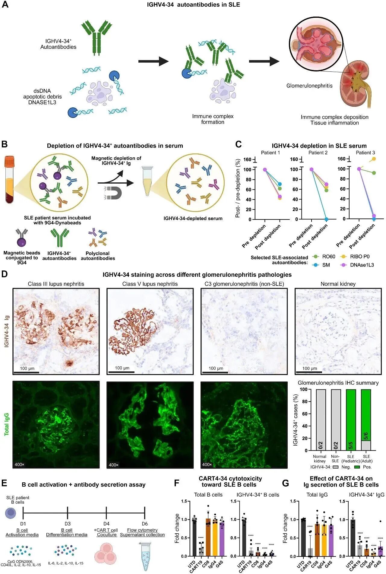 Science �ӿ����棺�����Ŷӿ������� CAR-T���������������