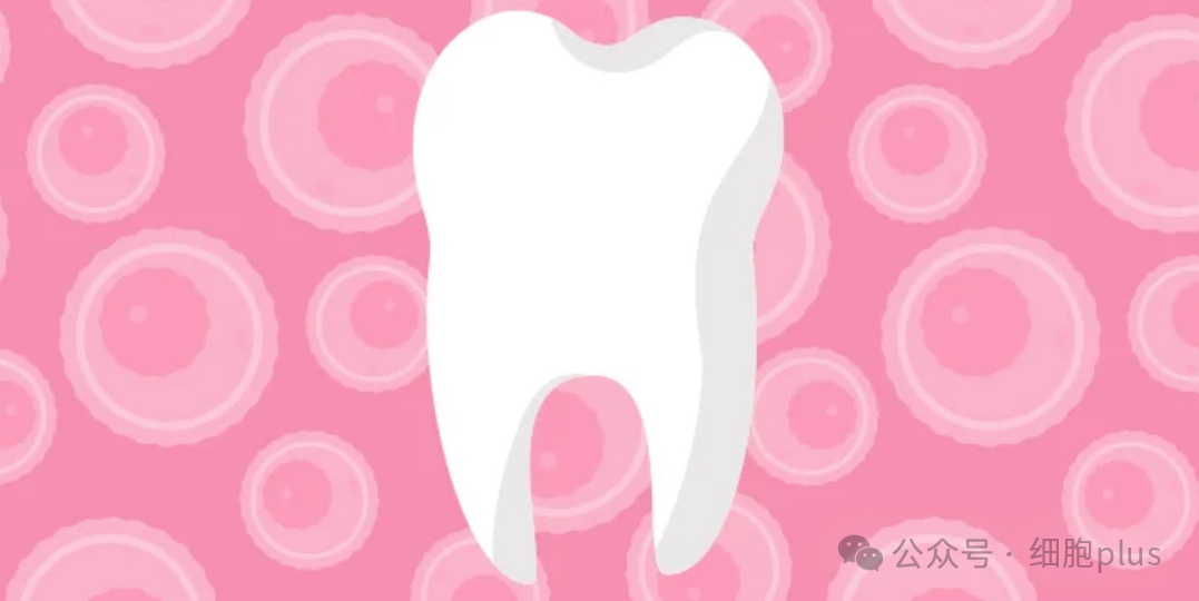 乳牙干细胞治疗脑瘫取得突破性进展:日本研究证实可改善慢性期运动与认知功能