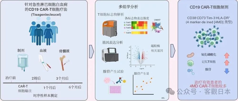 京都大学团队发现CAR-T细胞疗法生物标志物,有望提升急性淋巴细胞白血病治愈率