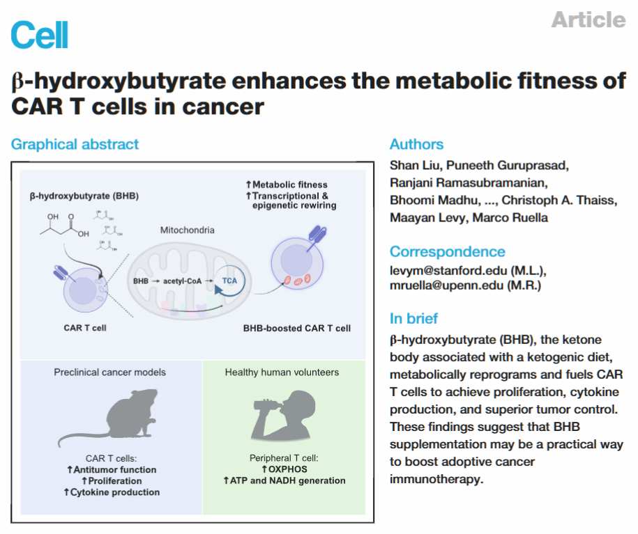 ��ϸ��������ͪǿ��CAR-T����ѧ�ҷ��֣���ͪ�յ��Ĵ�л��BHB������ǿCAR-T���ܣ�BHB������ڸ�����������ح��ѧ����