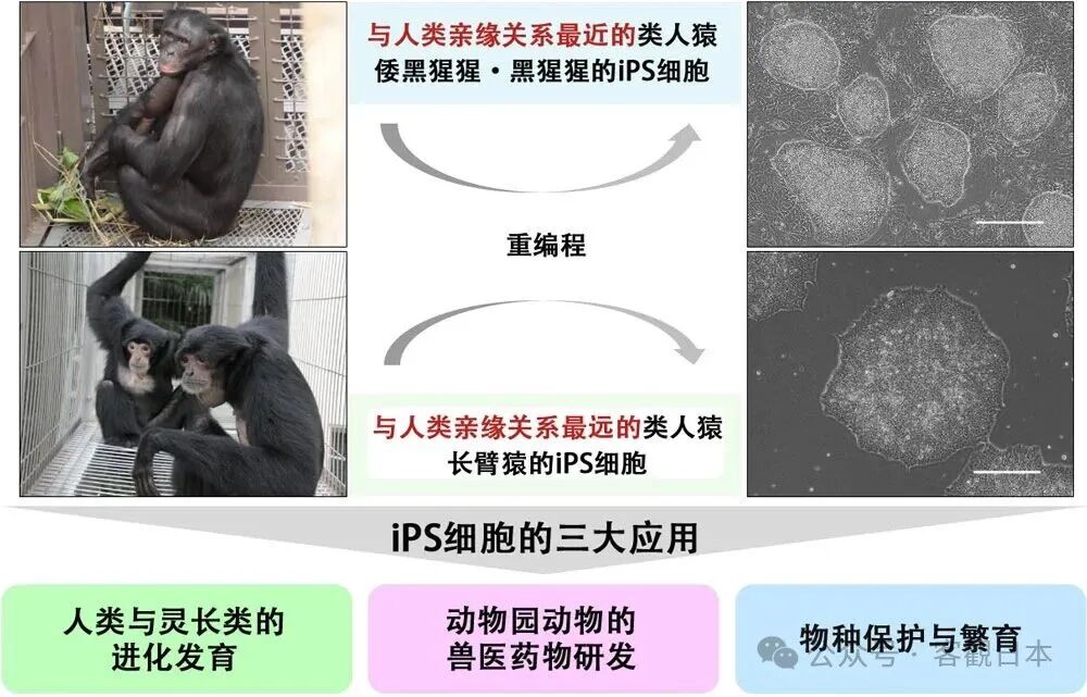 ������ѧ��㵺��ѧ�ɹ��Ʊ����������ɺͳ���Գ��iPSϸ�����յ��� ����֫����Դ�� ϸ������ּ�ڱ�����Σ���������������