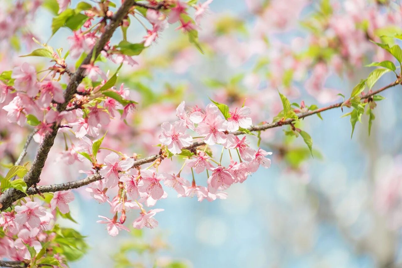 ��ׯ�ӡ������������ɣ�����ӵ�кܶණ�������ǿ��Բ������κζ���