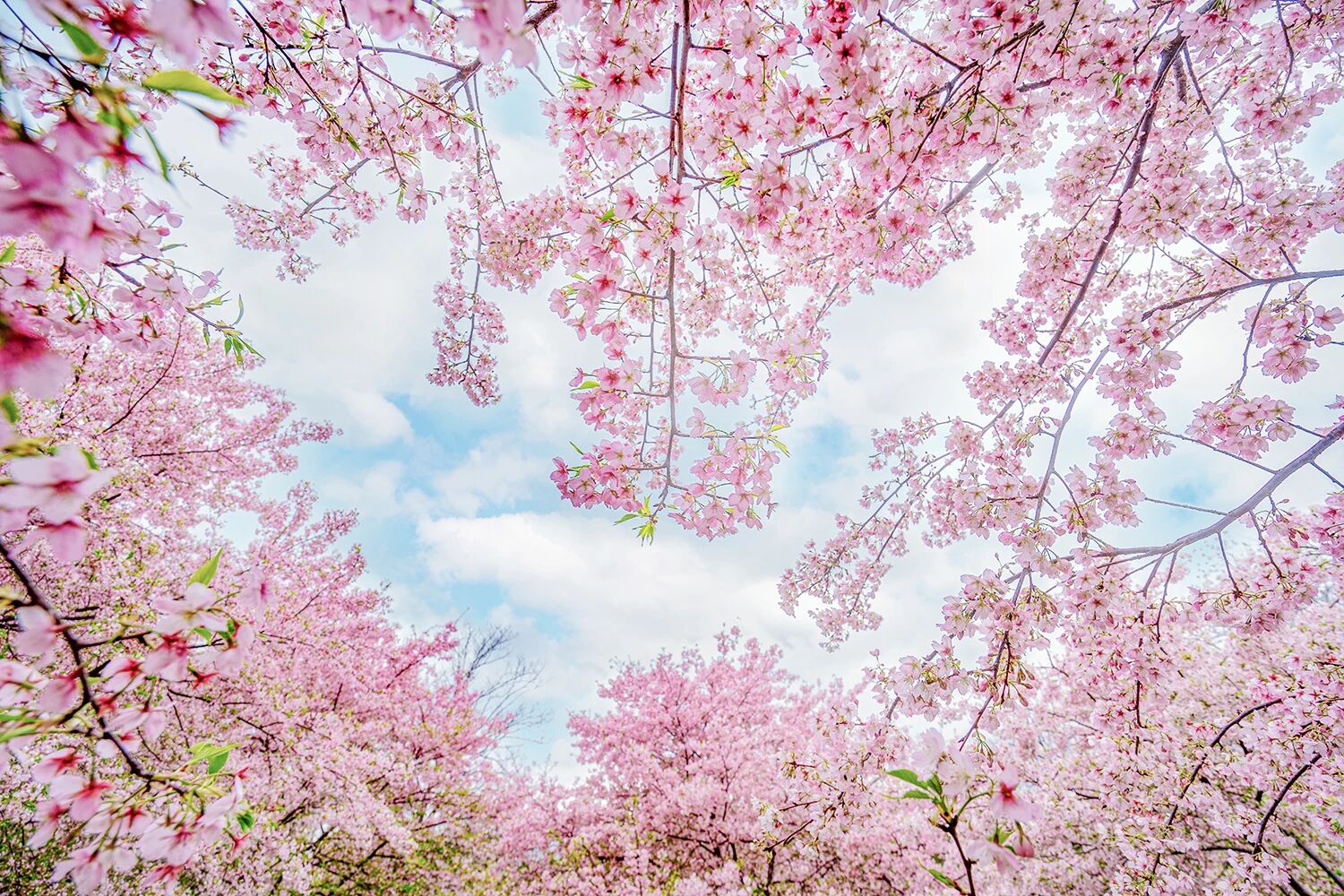 ��ׯ�ӡ������������ɣ�����ӵ�кܶණ�������ǿ��Բ������κζ���