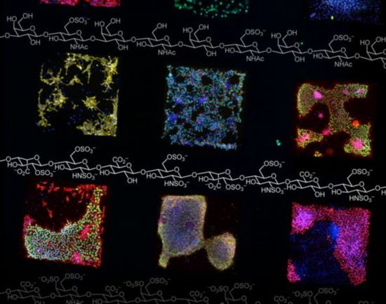 威斯康辛大学新方法：控制干细胞按需分化 培养器官组织不是梦