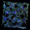威斯康辛大学新方法：控制干细胞按需分化 培养器官组织不是梦