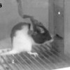 美国两只实验老鼠大脑被植入微芯片后心心相印