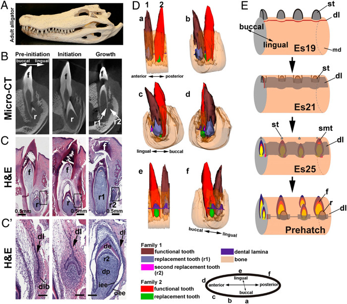Specialized Stem Cell Niche Enables Repetitive Renewal of Alligator Teeth