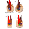 Specialized Stem Cell Niche Enables Repetitive Renewal of Alligator Teeth