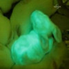 夏威夷大学科学家培育转基因荧光兔子：注入水母DNA