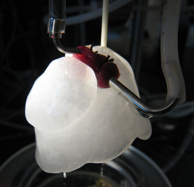 德克萨斯州大学医学院科学家实验室中首次造出人工肺