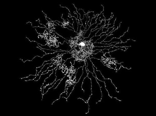 麻省理工学院： 电脑游戏透露视网膜神经细胞信息