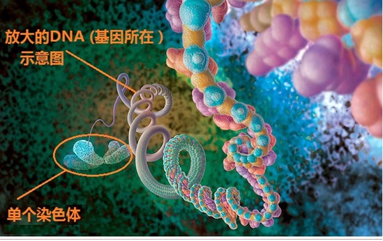 西北大学医学院华裔学者研究指出：染色体检查可提早13年预测癌症