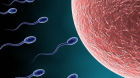 法国研究人员宣布造出“人工精子“： 卵细胞买账吗？