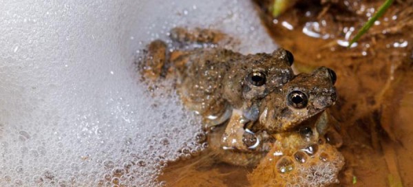 科学家发现“青蛙泡沫'可以用来治疗伤口