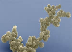 美科学家合成最小基因组：向生命之谜迈进一步