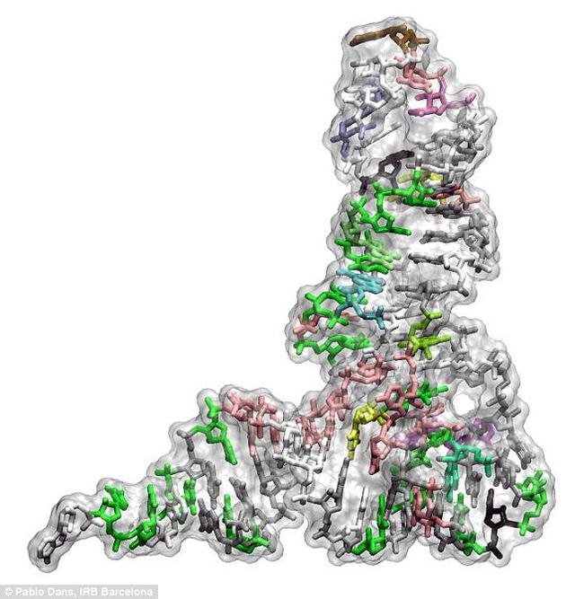 西班牙生物医药研究所破解遗传机制不变之谜：DNA本身存在限制