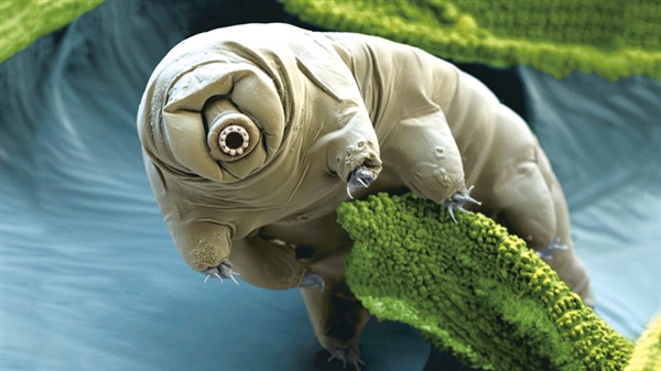 欧洲宇航局：最强生命水熊虫 - 原来是个DNA大盗