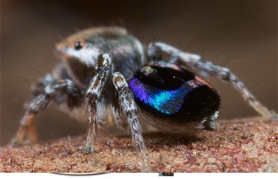 小彩虹蜘蛛被加州大学等机构学者发现可广用于多个领域的超光谱技术