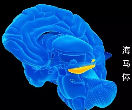 卡内基梅隆大学教授贺斌团队开发出可与大脑无创连接的脑机接口